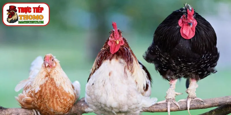 Bí quyết chọn gà mái chuẩn đúc giống gà đá vô địch 2 Chọn gà mái theo ngoại hình