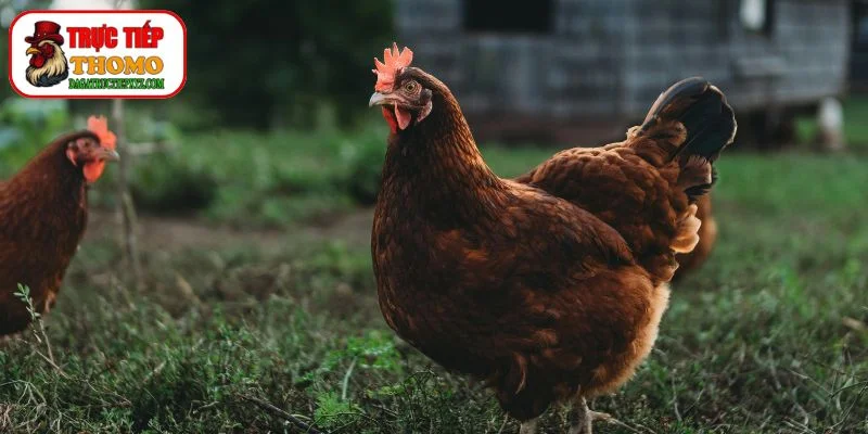 Bí quyết chọn gà mái chuẩn đúc giống gà đá vô địch 3 Giống gà đá phổ biến để đúc giống