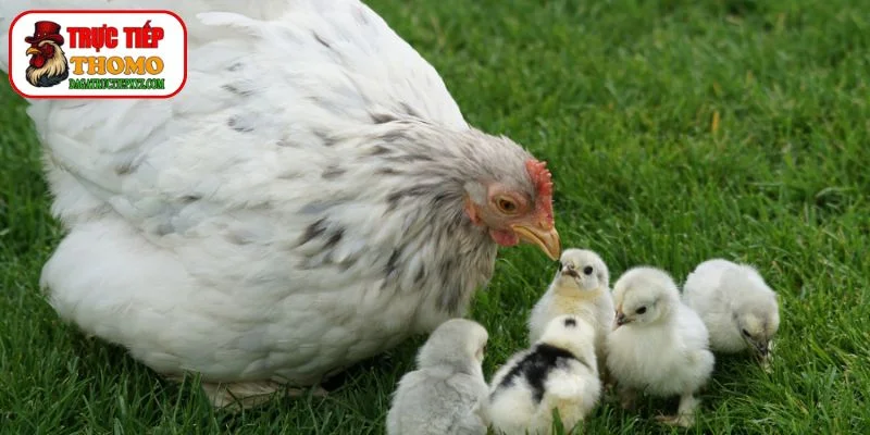 Bí quyết chọn gà mái chuẩn đúc giống gà đá vô địch 4 các câu hỏi thường gặp
