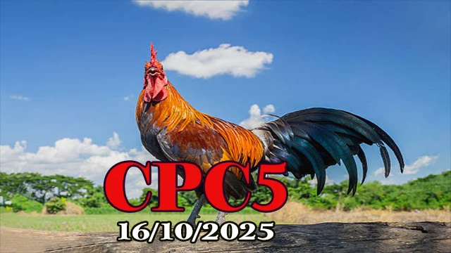 Clip phát lại đá gà Thomo C5 ngày 16/10/2025