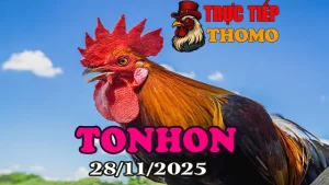 [ Gà Đá Giải ] Full Clip Trực Tiếp Đá Gà Tonhon Hôm Nay Phát Lại 28112025
