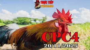 Video trực tiếp đá gà CPC4 hôm nay 20112025 mới nhất