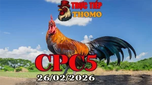 Tổng hợp video đá gà trực tiếp CPC5 hôm nay 26022026 mới nhất