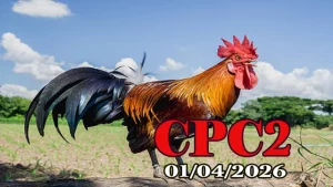 Full Clip Đá Gà Thomo CPC2 Ngày 01042026