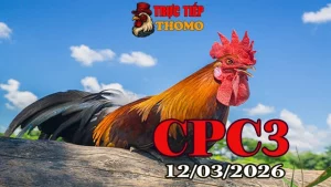 Video clip đá gà trực tiếp CPC3 ngày 12032026 – Trận gà Thomo hấp dẫn