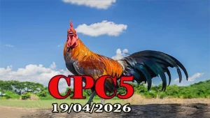 Video đá gà trực tiếp Thomo CPC5 ngày 19042026
