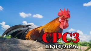 Xem Full Clip Đá Gà Trực Tiếp Thomo CPC3 11042026