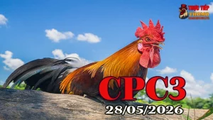 Xem clip đá gà trực tiếp CPC3 ngày 28052026 full HD