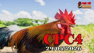 Xem clip đá gà trực tiếp Thomo CPC4 ngày 29052026