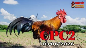Xem clip đá gà Thomo CPC2 ngày 03062026