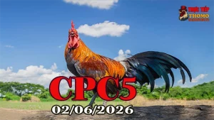 Xem video đá gà Thomo CPC5 ngày 02062026